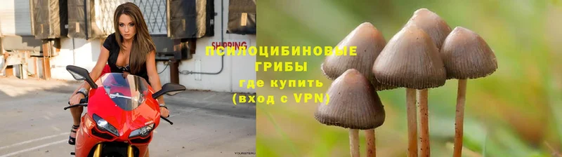 Псилоцибиновые грибы Psilocybe  Оленегорск 